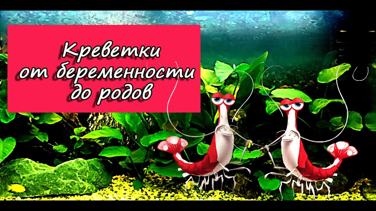 Креветки от беременности до родов