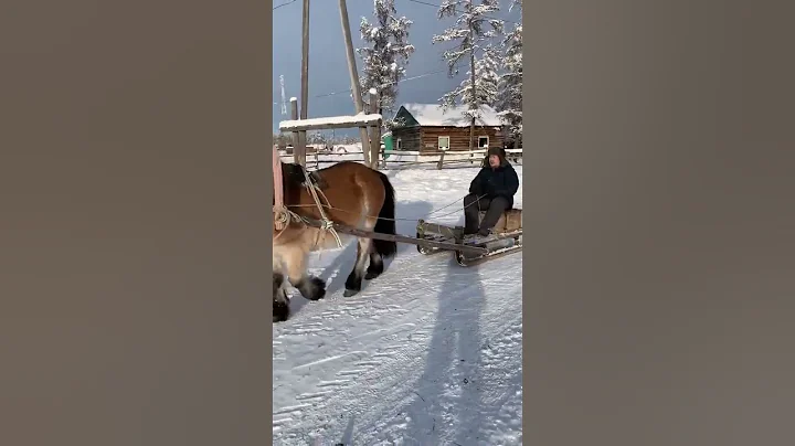 PandaSakha - #pandasakha #horse #dog #зима #snow #PandaSakha #short