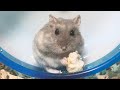 パンの食べカスを掃除するハムスター