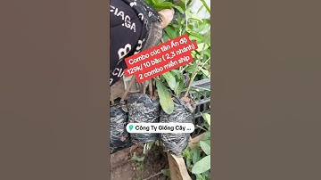 Combo cúc tần Ấn độ 129k/ 10 bầu ( 2_3 nhánh)2 combo miễn ship