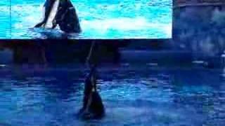 Sea World - Aorca