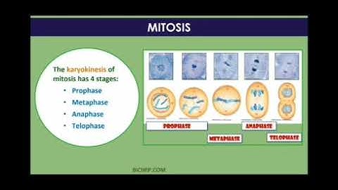 MLZS JHANSI CLASS 11 Biology Chapter 6 Lecture 1