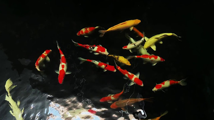 Peaceful Koi Fish Swimming + Gentle Water Sounds & Soothing Music