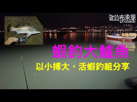 學釣魚#42 如何用活蝦釣大鱸魚 活蝦釣組釣法解說 #金目鱸 #石斑 #黑鯛 #牛尾 #海鰱