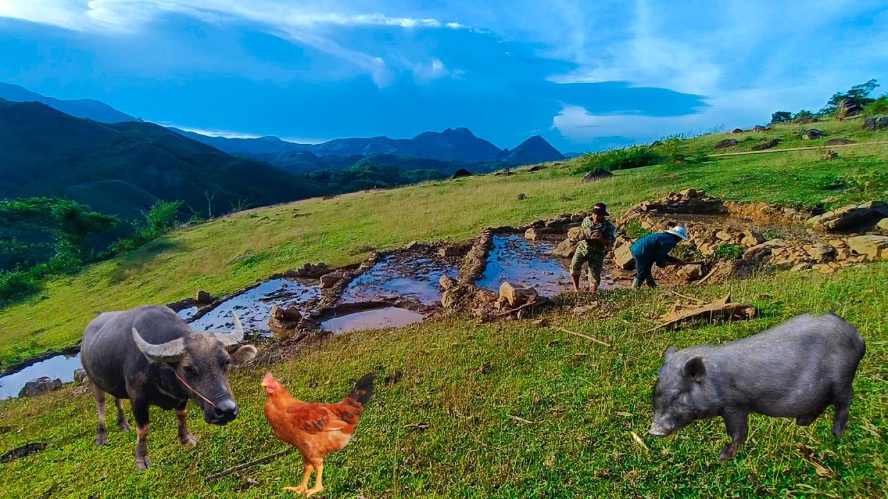 Building a new life ep 13 | complete the hillside terraces and water the vegetable garden