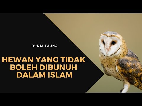 Video: Binatang Yang Tidak Dikenali Itu Dibunuh Tetapi Tidak Memakan Arnab - Pandangan Alternatif