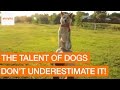 Clever Dog Shows Off Incredible Tricks (Storyful, Dogs)