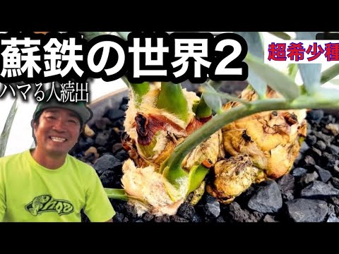 【速達発送です★早い者勝ち】　蘇鉄　ソテツ　斑入り　発根済み　k 速達発送です☆早い者勝ち】 蘇鉄 ソテツ 斑入り 発根済み k