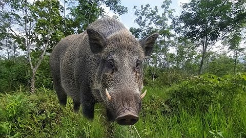 Jacht op wilde zwijnen - Op zoek naar wilde zwijnen diep in de rubbervelden van Indonesië
