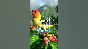 🌴القرأن الكريم🌴 سورة الفيل #اكسبلور #فولو
