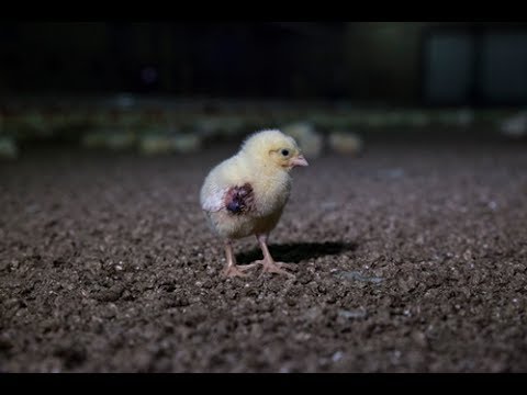 Life on Germany's Chicken Farms: 42 Days in Hell