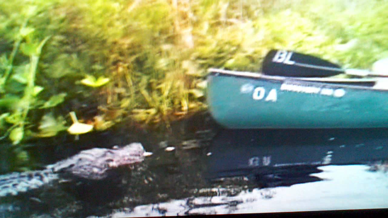 Alligator Swims Up To Canoe In Okefenokee Swamp Trip! YouTube