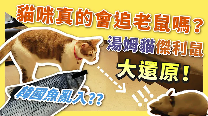 【Hururu 实验】韩国鱼乱入！？猫咪真的会追老鼠吗？汤姆猫与杰利鼠大还原！ - 天天要闻