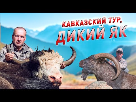 ТРОФЕЙНАЯ ОХОТА. КАРАЧАЕВО-ЧЕРКЕСИЯ. КАВКАЗСКИЙ ТУР, ДИКИЙ ЯК / Wild Yak and Caucasian tur Hunting!