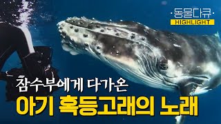 잠수부에게 다가와 노래를 부르는 아기 혹등고래의 귀여움ㅣKBS 200415 방송