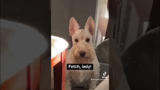 Scottish Terrier “throws” the ball