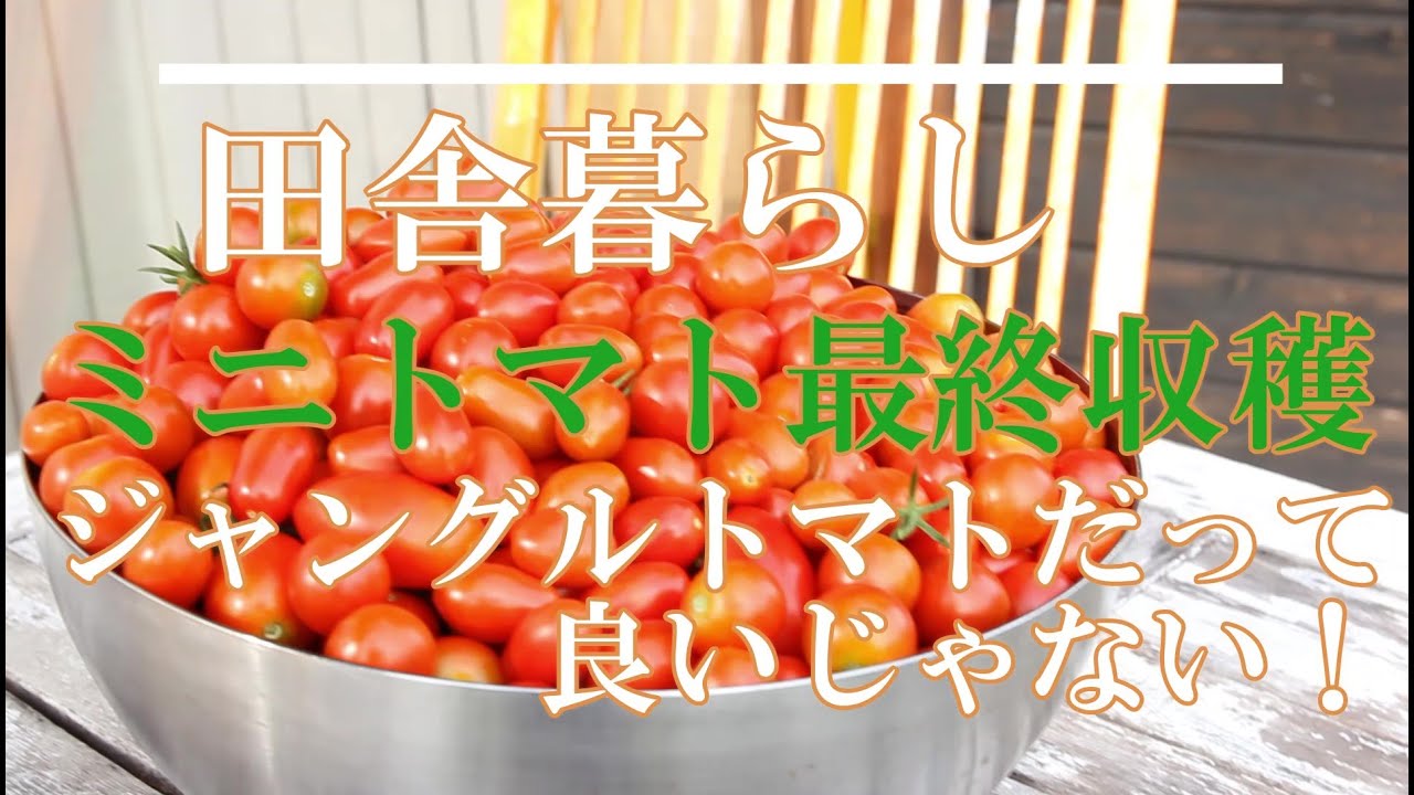 田舎暮らし ミニトマトの栽培 ジャングルトマトになりました Youtube