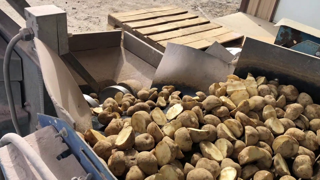 Cutting seed potatoes 2020