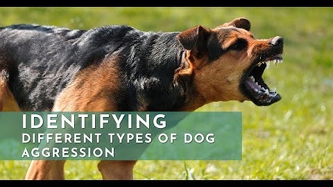 Understanding Dog Aggression | The Alpha Dog | Dog Bite | Aggressive Dog Behavior