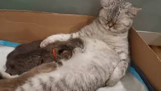 How mom try to rest with 5dayold kittens.