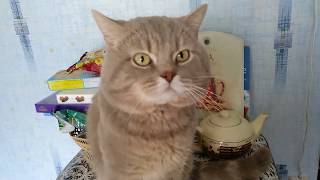 Кот ЛЮБИТ своих котят. Самое милое видео! Кот ЛЮБИТ своих котят. Самое милое видео!