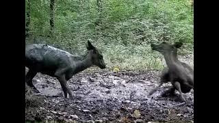 Comelnya Rusa Berkubang—Macam Spa Semulajadi❗️❗️