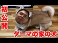 ダーマの実家の柴犬をご紹介します。