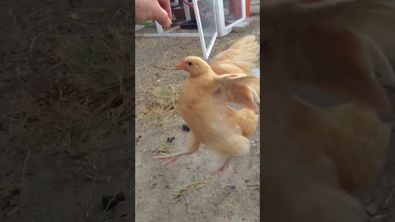 Chicken Jump - Slowmo - YouTube