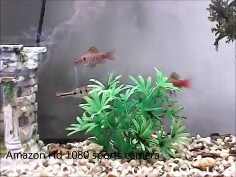 Amazon Hd 1080 Sports Camera Vs Go Pro Hero 3 Fish Tank Youtube