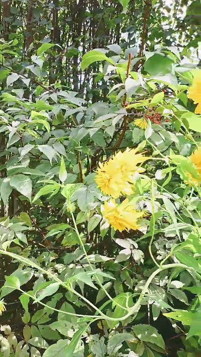 It's rose up after heavy rains #yellowflowers #gardenplants #flowers #shortvideo #blooming #flowery