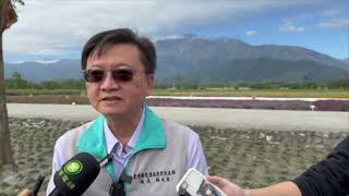 宛如北海道紫色花海 花蓮農改場推4款仙草新品種