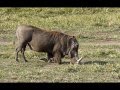 Punchy roads: funny warthog (весёлый бородавочник).