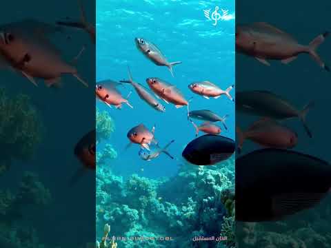 إلى كم أنت في بحر الخطايا أجمل قصيدة مؤثرة في التوبة والمناجاة بصوت الذكاء الاصطناعي الم حس ن