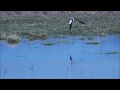 Kiivitajad vanellus vanellusnorthern lapwing kiebitz paimvere prnumaa 06 03 2020