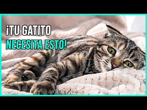 Healing For Your Kitten Prayer For My Sick Kitty Prayer For My Cat S Health