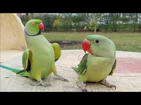 Talking Parrot Greeting Baby Parrots Funny Compilation