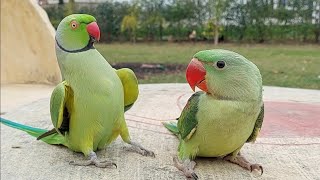 Talking Parrot Greeting Baby Parrots Funny Compilation