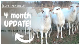 Four Months Raising St Croix Sheep | Beginner Sheep Farming | Sheep On The Homestead | Greg Judy