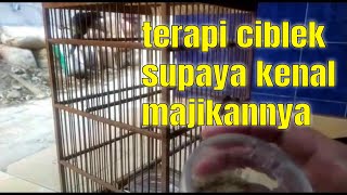 cara perawatan ciblek agar rajin bunyi dan mengenali majikannya
