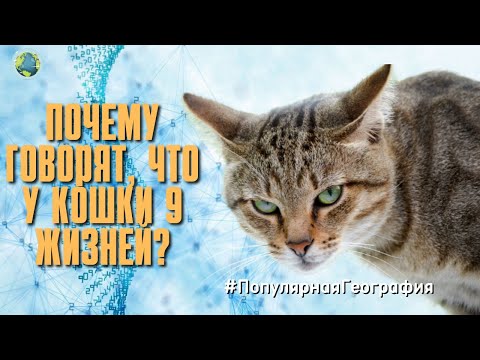 Почему говорят, что у кошки 9 жизней? Домашние животные.  Интересные факты. Популярная География.