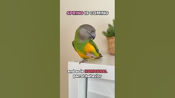 Spring: Hormonal Time for Parrots