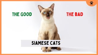 SIAMESE Cat PROS and CONS (MUST KNOW) by PawHub 143 views 1 year ago 6 minutes, 17 seconds