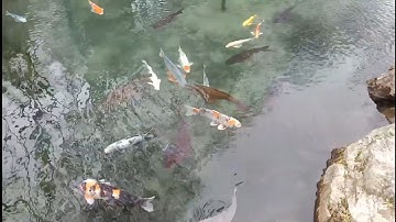 Cá Kôi sống ở ngoài suối tự nhiên.tại Nhật Bản .!#RQS47alyô!