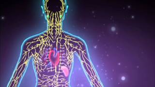 Healthy Bodies 8 Lymphatic System