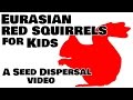 Eurasian Red Squirrels Quiz