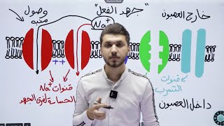 أحياء أول ثانوي | تكوين وانتقال جهد الفعل | الأستاذ محمد القاضي