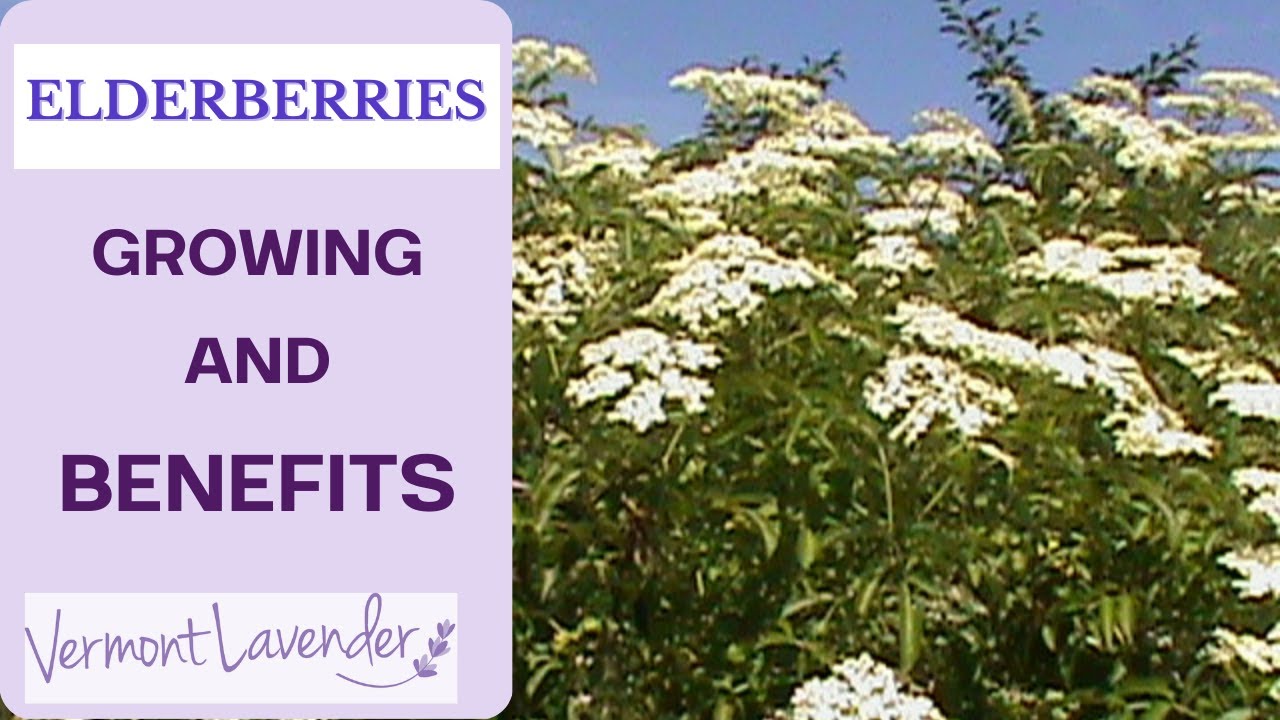 Elderberries Learn (How To Grow) and Use This Herb Vermont Lavender