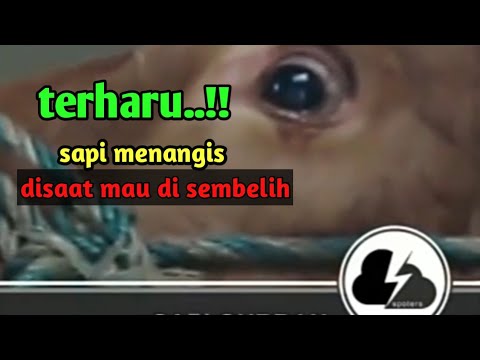 MENGHARUKAN.... Sapi kurban ini menangis saat mau di sembelih/di kurbankan