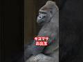 Kiyomasa is good at juggling.【東山動物園ゴリラ】 #gorilla #kiyomasa