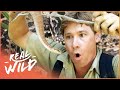 Steve Irwin's Best Moments: Venomous Snakes | Real Wild